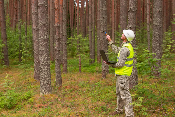 Man checking trees