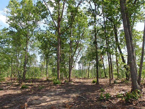 timber-harvesting process