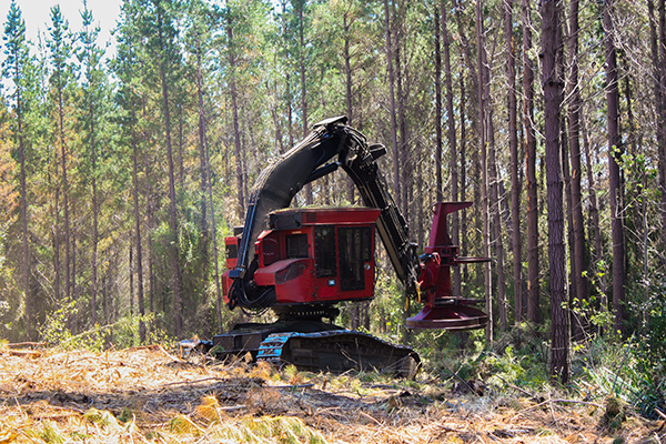 Timber Harvesting TimberThinning