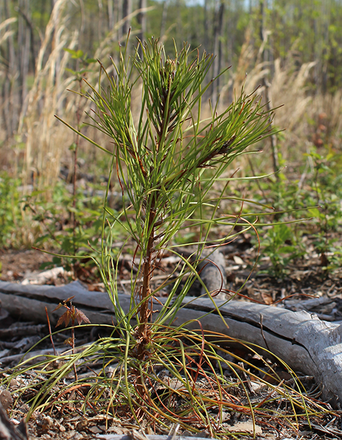 Tree-Planting